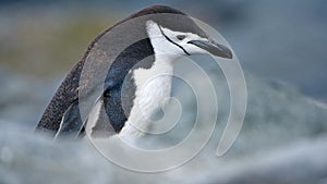 Close up of a chinstrap penguin