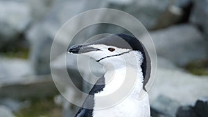 Close up of a chinstrap penguin