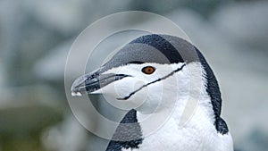 Close up of a chinstrap penguin