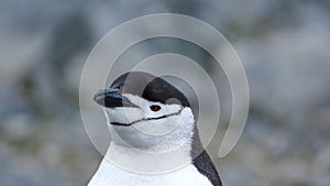 Close up of a chinstrap penguin