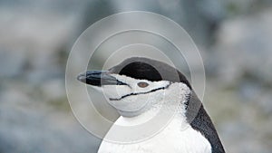 Close up of a chinstrap penguin