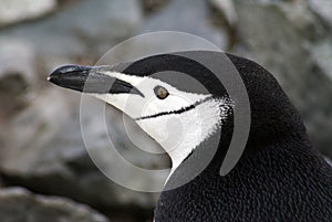 Close up of a chinstrap penguin in Antarctica