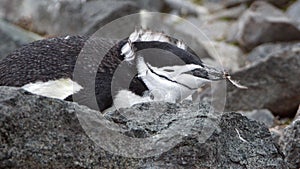Close up of a chinstrap penguin molting