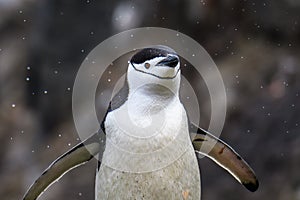 Close up of Chinstrap penguin in the rain, Aitcho Islands, South Shetland Islands, Antarctica