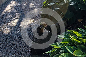 A close up of a chipmunk eating food on a rock