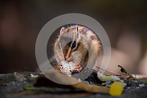 Close up chipmunk eating rice in natural forest setting