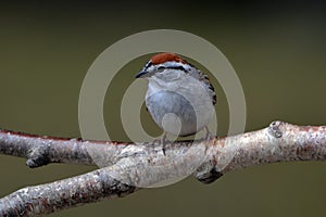 Close up of a Chipping sparrow bird on a branch