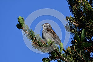 Close up of a Chipping sparrow bird in a pine tree