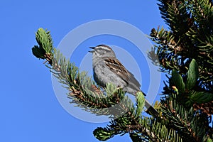 Close up of a Chipping sparrow bird singing