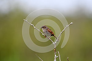 Close up of a Chipping sparrow bird on a twig