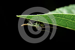 Close-up chironomid midge on green leaf, night time