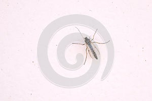 Chironomid
