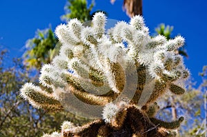 Close up of a Cholla cactus