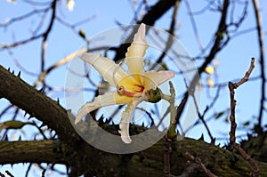Chorisia Insignis flower, Spain. photo
