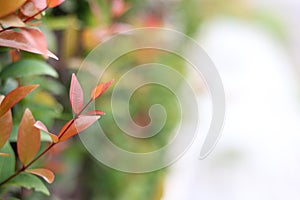 Close up Christina tree in natural garden on blurred background with copy space. Trees with green and red leaves are planted as fe