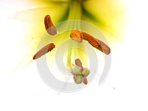 Close up of Christmas Lily Stamens