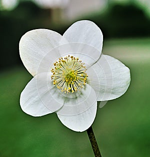 Close-up of a Christmas rose or black hellebore -