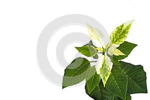 Close-up of a Christmas star flower, white and green leaves, on a white background