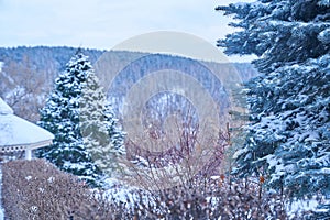 Close-up of the Christmas tree on the background of the gazebo roof. Beautiful winter landscape with sky and forest