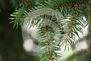 Close-up christmas tree branch