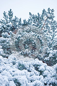 Close-up of a Christmas tree under fresh snow