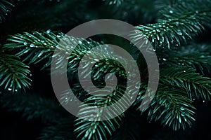 a close up of a christmas tree with water droplets on it