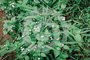 Close up Chromolaena odorata minjangan, Siam weed, Christmas bush, devil weed, floss flower, triffid Weeds green in the nature b photo