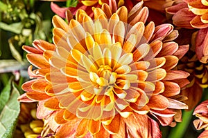 Close up of Chrysanthemum Blooming