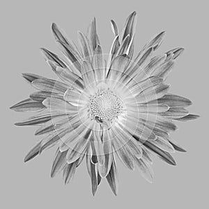 Close up of Chrysanthemum Flower in Grayscale