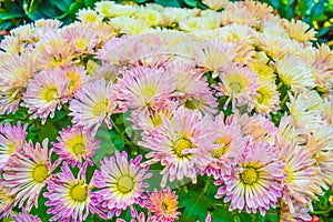 Close up of Chrysanthemum pink in garden, Beautiful nature background