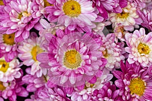 Close up on chrysanthemum plant for tombstones