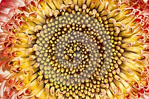 Close-up of a chrysanthemum photo