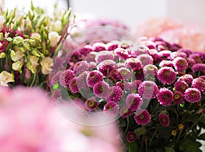 Close up of chrysanthemums at flower shop