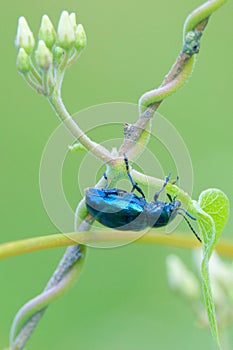 Chrysochus chinensis photo