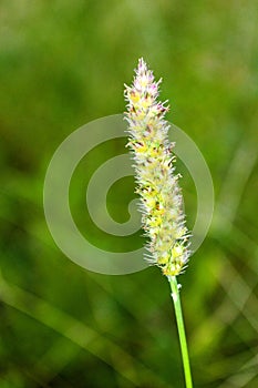 Chrysopogon aciculatus grass flower in nature garden photo