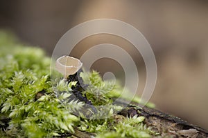 Close up ciboria amentacea on the mossy ground, known as the catkin cup