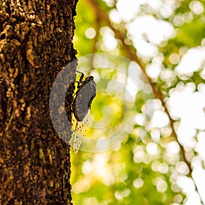 Cicada bug on the tree.
