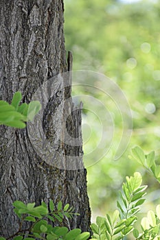 Close up of Cicada camouflaged on an tree, Crete