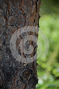 Close up of Cicada camouflaged on an tree, Crete