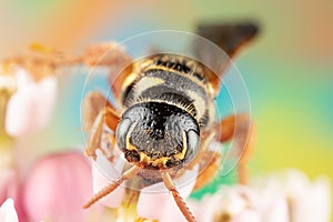 Close up of a Cicada Killer on Milkweed Flowers