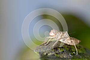 Close-up cicada shell
