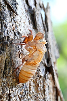 Close up cicada shell which leave on the tree.