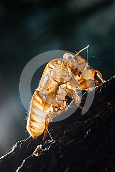 Close up cicada shell which leave on the tree