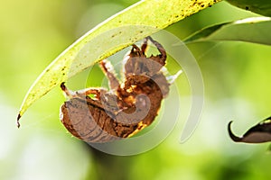 Close up of cicada slough