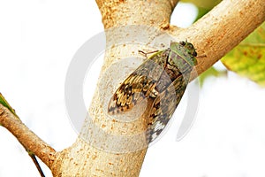 Close-up of cicada on tree