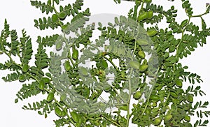 Close up of Cicer Arietinum green Gram plant stem