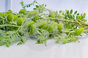 Close up of Cicer Arietinum green Gram plant stem