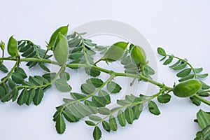 Close up of Cicer Arietinum green Gram plant stem