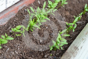 Close up of cilantro coriander seedlings, sprouting as microgreens, in a row, in a garden planter, using compost soil