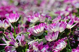 Close up of cineraria photo